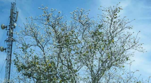 白いバウヒニアの花は5枚の花びらを持ちます。通常、若い葉の付け根の先端近くから咲き、花の直径は約10〜15cmです。
