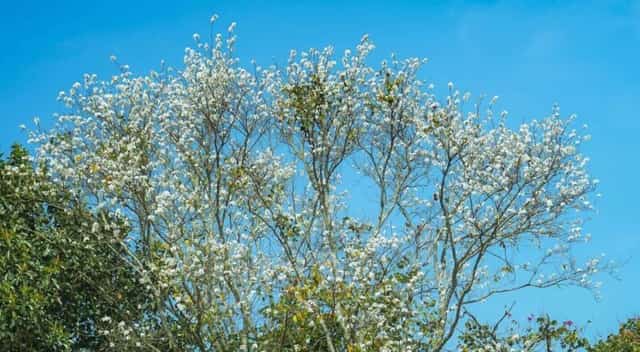 空が澄み渡り、日差しが美しい日には、バウヒニアの白い花が青空を背景に際立ちます。