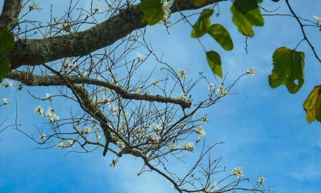 ワイルドサンフラワーや桜のように街中に鮮やかに咲き誇るわけではありませんが、白いバウヒニアは清楚で優しい美しさを持っています。