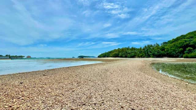 Hòn Đầm Đước, a place where vast mangrove trees thrive and grow