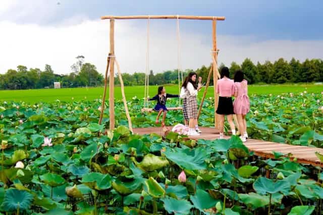 Đồng sen Tháp Mười (Đồng Tháp)