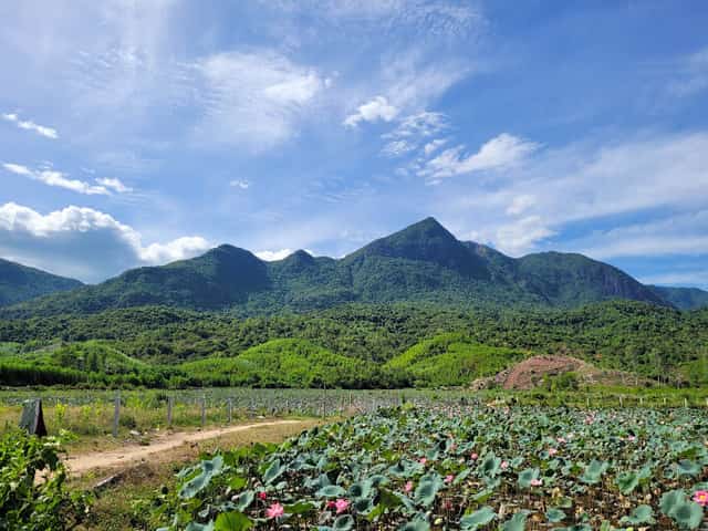 Trà Lý - Đồng Lớn地区は、かつて水田でしたが、住民の手により現在のハス畑に生まれ変わりました