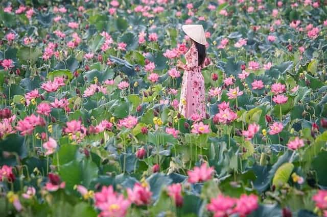 ハスの開花シーズンには、Trà Lýには多くの地元住民や観光客が訪れ、チェックイン(記念撮影)を楽しんでいます