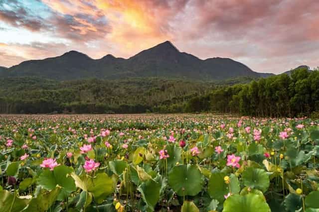ハスの花は、Trà Lý地方とDuy Sơn村の象徴となっています
