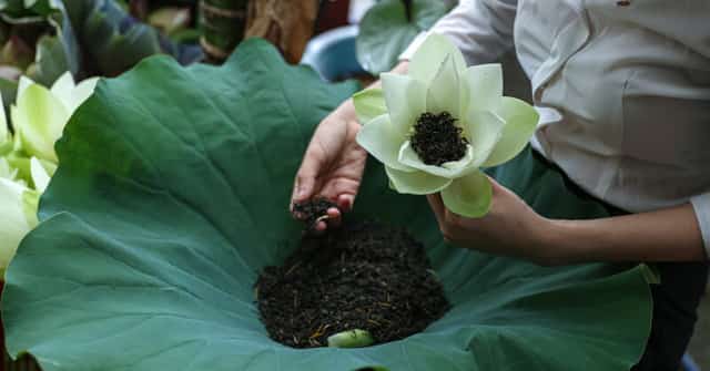 毎回のハスの収穫では、農家は主に新鮮なハスの実の販売で収入を得ています