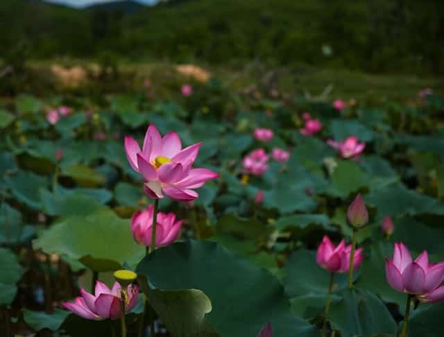 Trà Lýのハス畑一面でハスの花が咲き始めました