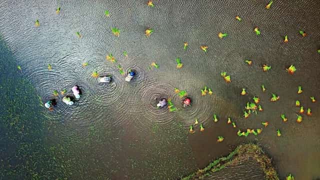 天青田园的早春插秧场景,一派生机勃勃