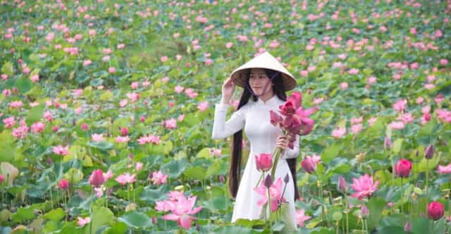 Thiếu nữ duyên dáng trong tà áo dài trắng và nón lá, ôm bó sen hồng rực rỡ giữa cánh đồng sen Trà Lý xứ Quảng