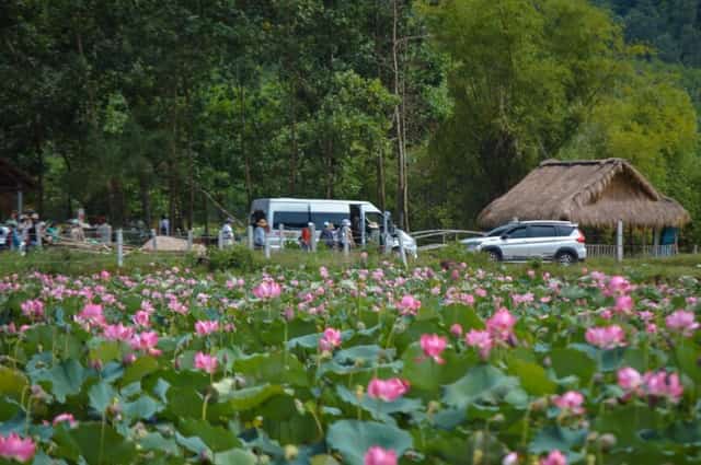 Khách du lịch ghé thăm và check-in bên cánh đồng sen Trà Lý Quảng Nam rực rỡ mùa sen nở