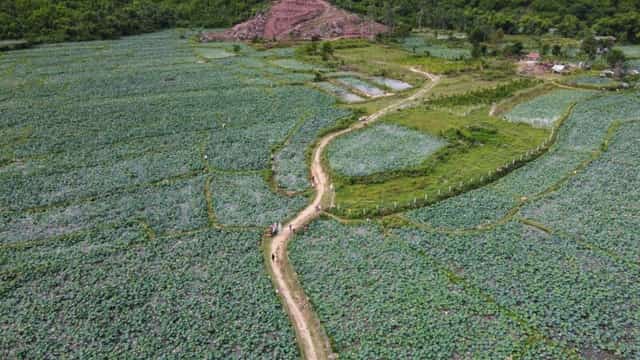 Toàn cảnh cánh đồng sen Trà Lý rực rỡ từ trên cao tại Duy Xuyên, Quảng Nam