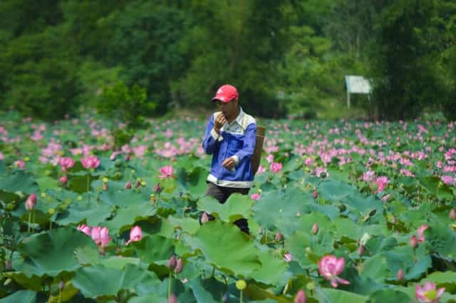 Nông dân Quảng Nam đội mũ đỏ vừa lội giữa đầm sen Trà Lý xanh ngát