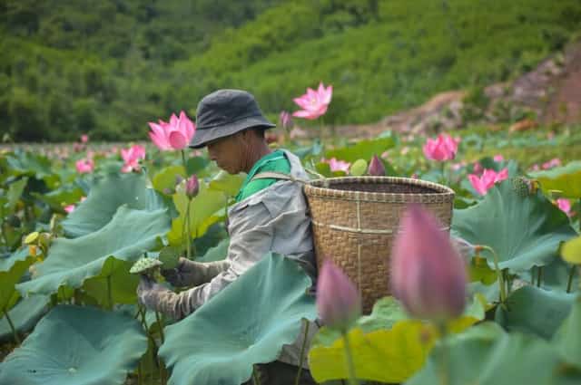 Người nông dân đeo gùi tre tỉ mỉ thu hoạch đài sen tươi giữa cánh đồng sen Trà Lý rực rỡ