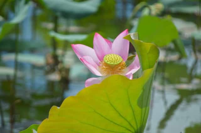 Cận cảnh bông hoa sen hồng rực rỡ khoe nhị vàng lấp ló sau chiếc lá sen lớn trên sóng nước Trà Lý