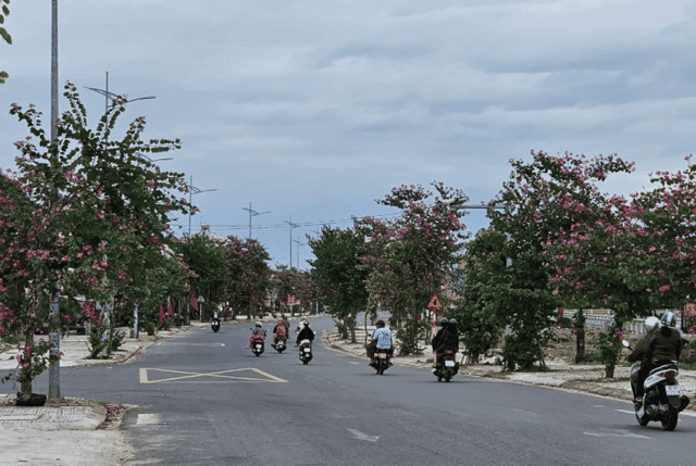 This season, Hung Vuong Road, stretching from Dien Ban Town to Hoi An Ancient Town, seems to have donned a 'new coat' of purple from the Bauhinia flowers.
