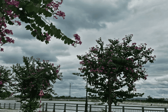 Branches of purple Bauhinia flowers, tinged with soft pink and white, sway gently in the breeze, captivating anyone who gazes upon them.