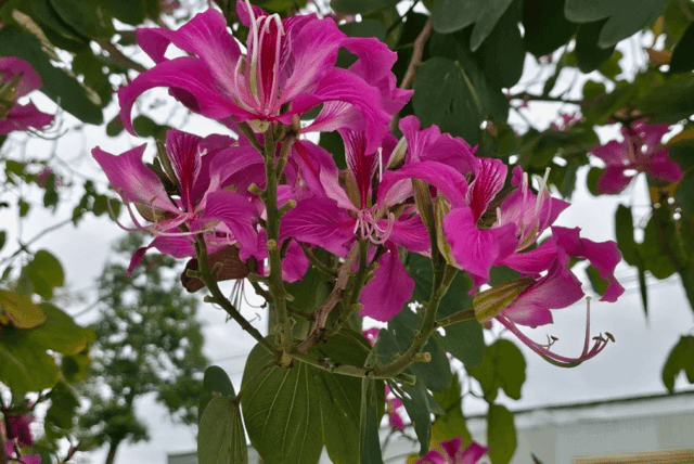 The Bauhinia flowers found near Hoi An are purple with a hint of pink, blooming in clusters, with each flower having 4-5 petals.