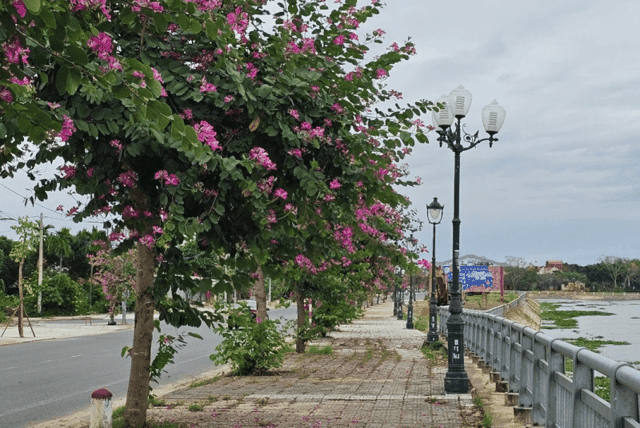 The blooming Bauhinia flowers bring a gentle purple hue, an elegant and poetic beauty to the roads on the outskirts.
