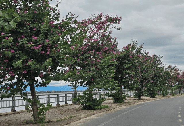 Every February is the time when the purple Bauhinia flowers burst into vibrant bloom, captivating anyone who passes along this road.