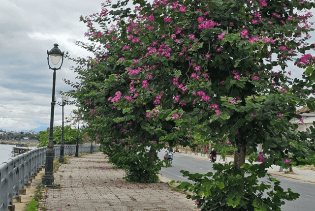 As Tet and spring arrive, the blooming Bauhinia flowers add an extra touch of romance to the roads on the outskirts of Hoi An.