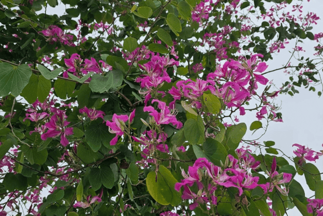 This characteristic flower of the Northwest mountains displays its gentle beauty, enchanting all who behold it.