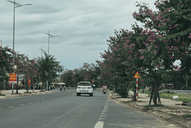 The 'Bauhinia flower road' creates an equally romantic highlight for the outskirts of Hoi An, a land of heritage.