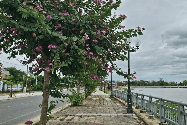 Clusters of purple flowers display their beauty beside the Lai Nghi reservoir.