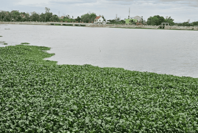 This reservoir supplies irrigation water for most of the agricultural land in Hoi An town.