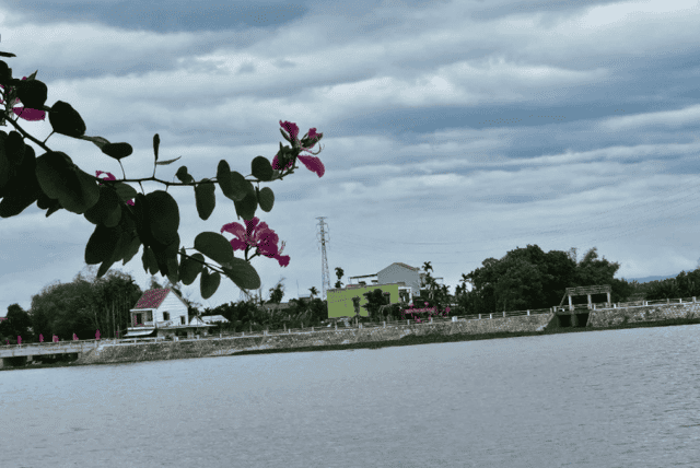 Clusters of Bauhinia flowers planted along the lake burst into vibrant bloom, with clear blue water flowing beneath, making the scenery even more poetic.