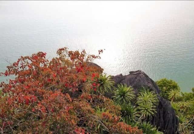 Một cây Sòi vừa thay lá đỏ nở rực giữa lòng di sản vịnh Hạ Long. Đây là loại cây phổ biến trên các núi đá trên vịnh Hạ Long