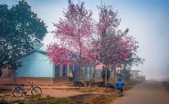 Mai anh đào được bà con đồng bào dân tộc thiểu số ở huyện Lạc Dương (Lâm Đồng) trồng ở khuôn viên của gia đình