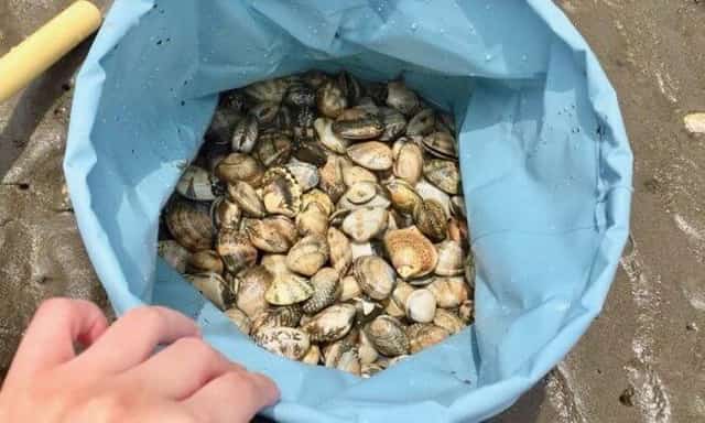 Thu nhập đáng kể của một người dân từ nhặt ngao biển