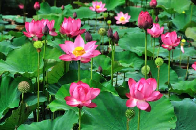 Hoa sen nở trong làng Phước Tích