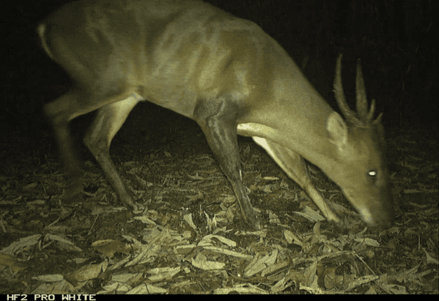 Large-antlered Muntjac, also known as Vu Quang Muntjac