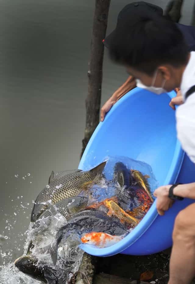 Do nằm giữa sông Vàm Thuật nên nhiều Phật tử thường đến đây phóng sanh, cầu nguyện