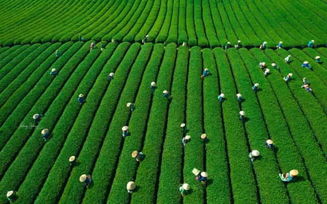 The impressive beauty of Moc Chau tea hill