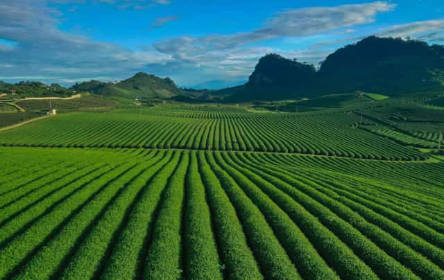 Khung cảnh xanh mướt hút mắt người nhìn