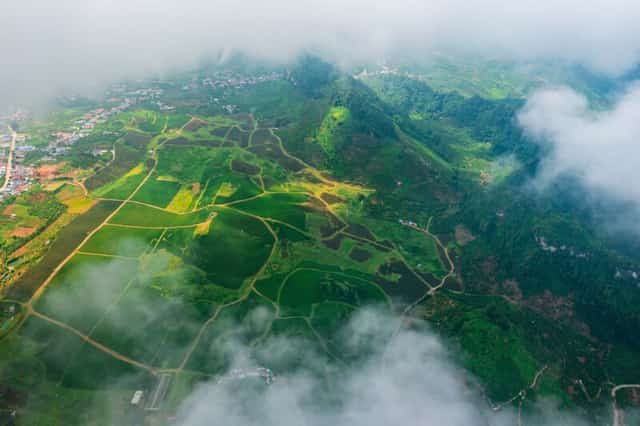 Panoramic view of the tea hill from above