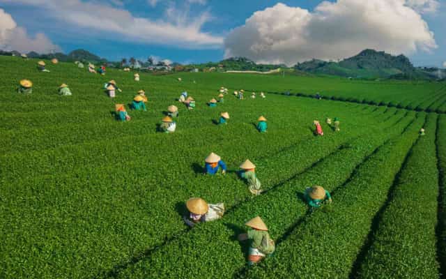 Farmers busy harvesting tea