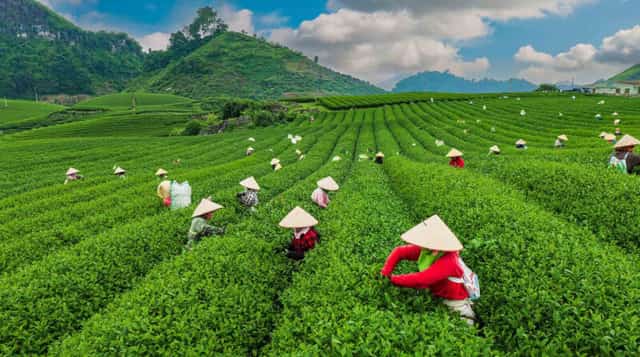 Coming to Moc Chau during harvest season, visitors can see farmers harvesting tea every day
