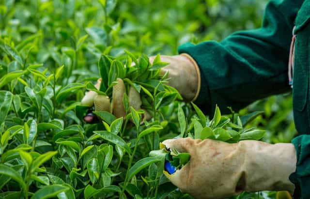 Close-up of tea trees harvested by people
