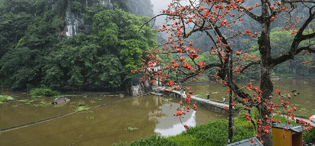 The rice flower, also known as the kapok flower, typically blooms around this time of year