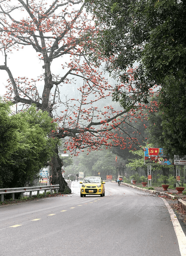 In the mountainous region of Hoa Lu, there are many other kapok trees that are equally ancient and beautiful
