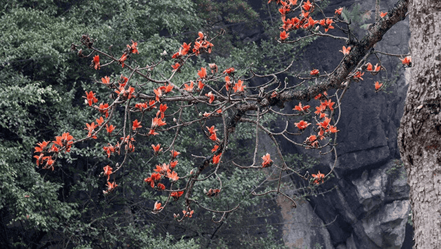 The picturesque scenery of kapok flowers intertwined with the serene beauty of ancient Buddha statues creates breathtaking natural masterpieces