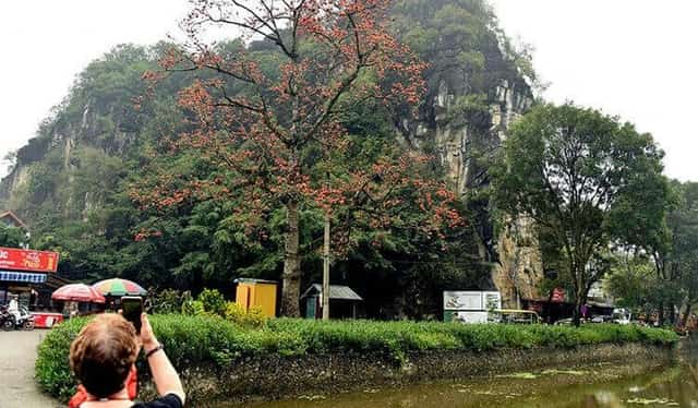 International tourists capture images of the blooming kapok trees