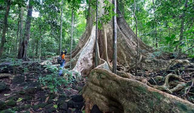 樹齢400年を超えるトゥンゲンの木の傍らに立つ旅行者