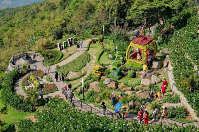 バデン山中腹の花畑