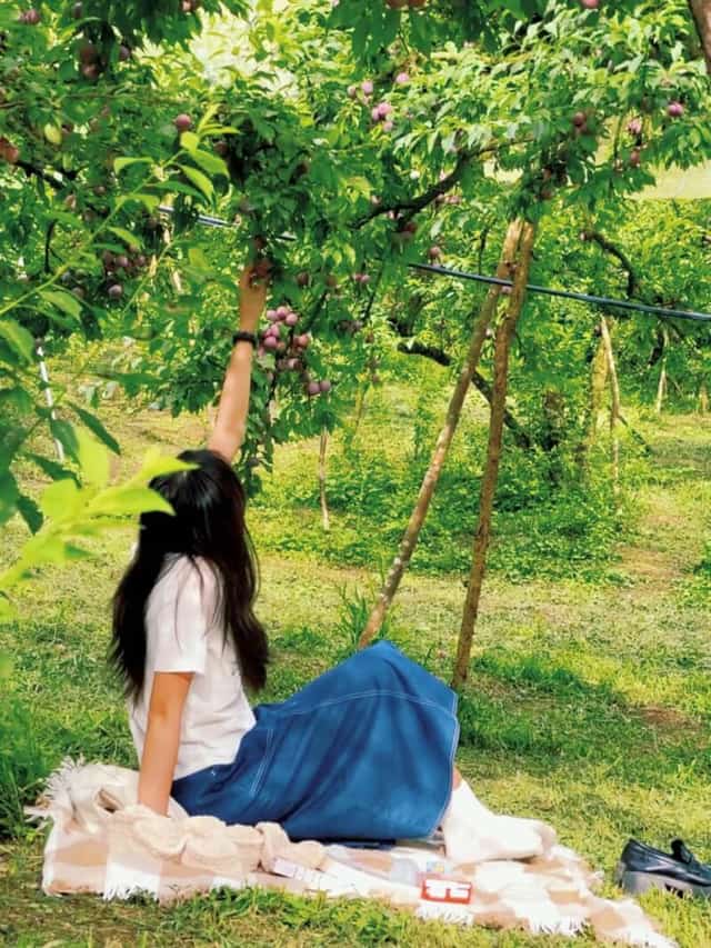 木州避暑，在果园里品尝香甜李子 - 图1