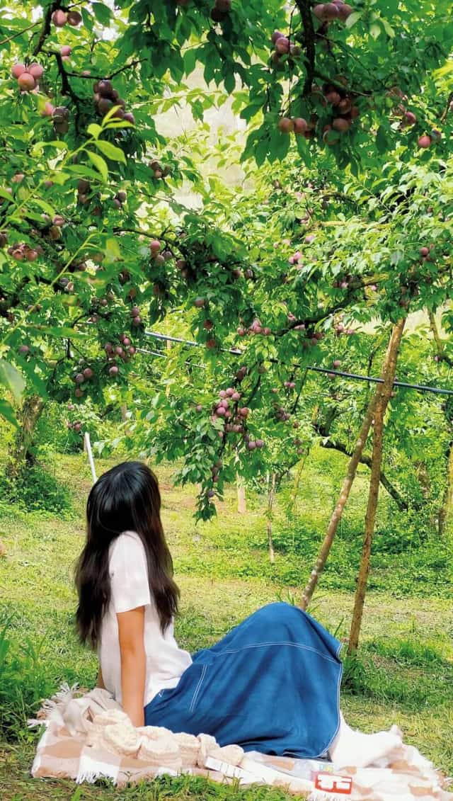 木州避暑，在果园里品尝香甜李子