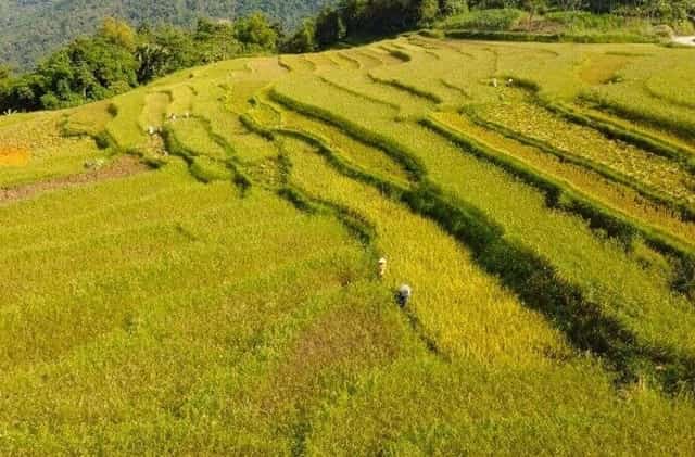 Bao quát vẻ đẹp của những thửa ruộng bậc thang ở Pù Luông