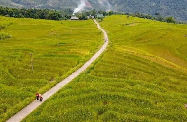 Mùa lúa chín ở Pù Luông thường diễn ra vào 2 thời điểm trong năm
